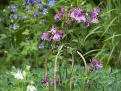 Bamboestok gebogen h150cm naturel