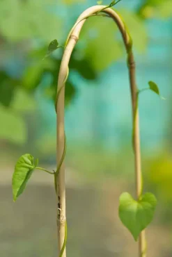 Bamboestok gebogen h150cm naturel