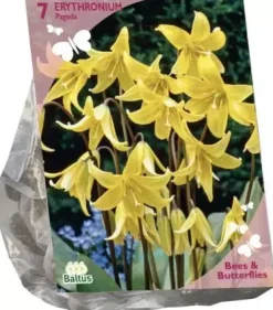 Bees & Butterflies - erythronium 7 stuks