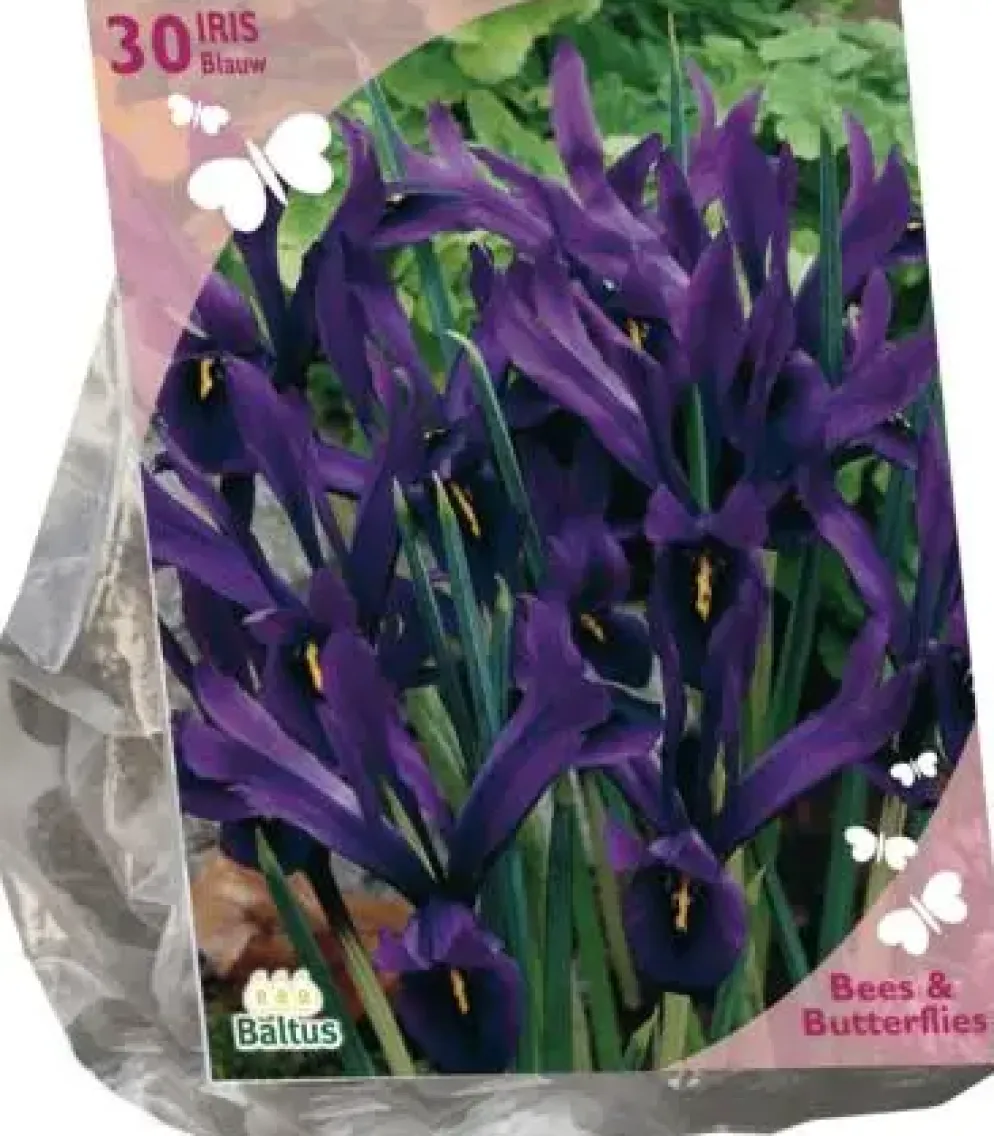 Bees & Butterflies - Iris Reticulata Blauw per 30