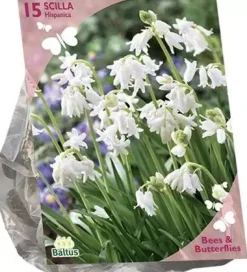 Bees & Butterflies - puschkinia libanotica 50 stuks