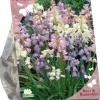 Bees & Butterflies - scilla hispanica. wit 15 stuks