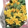 Bees & Butterflies - tulipa kolpakowskiana 25 stuks