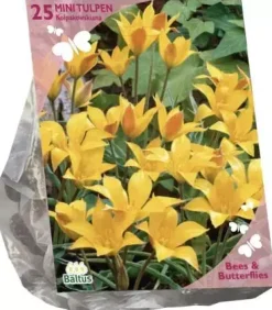 Bees & Butterflies - tulipa kolpakowskiana 25 stuks