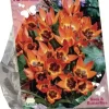Bees & Butterflies - tulipa little princess 15 stuks