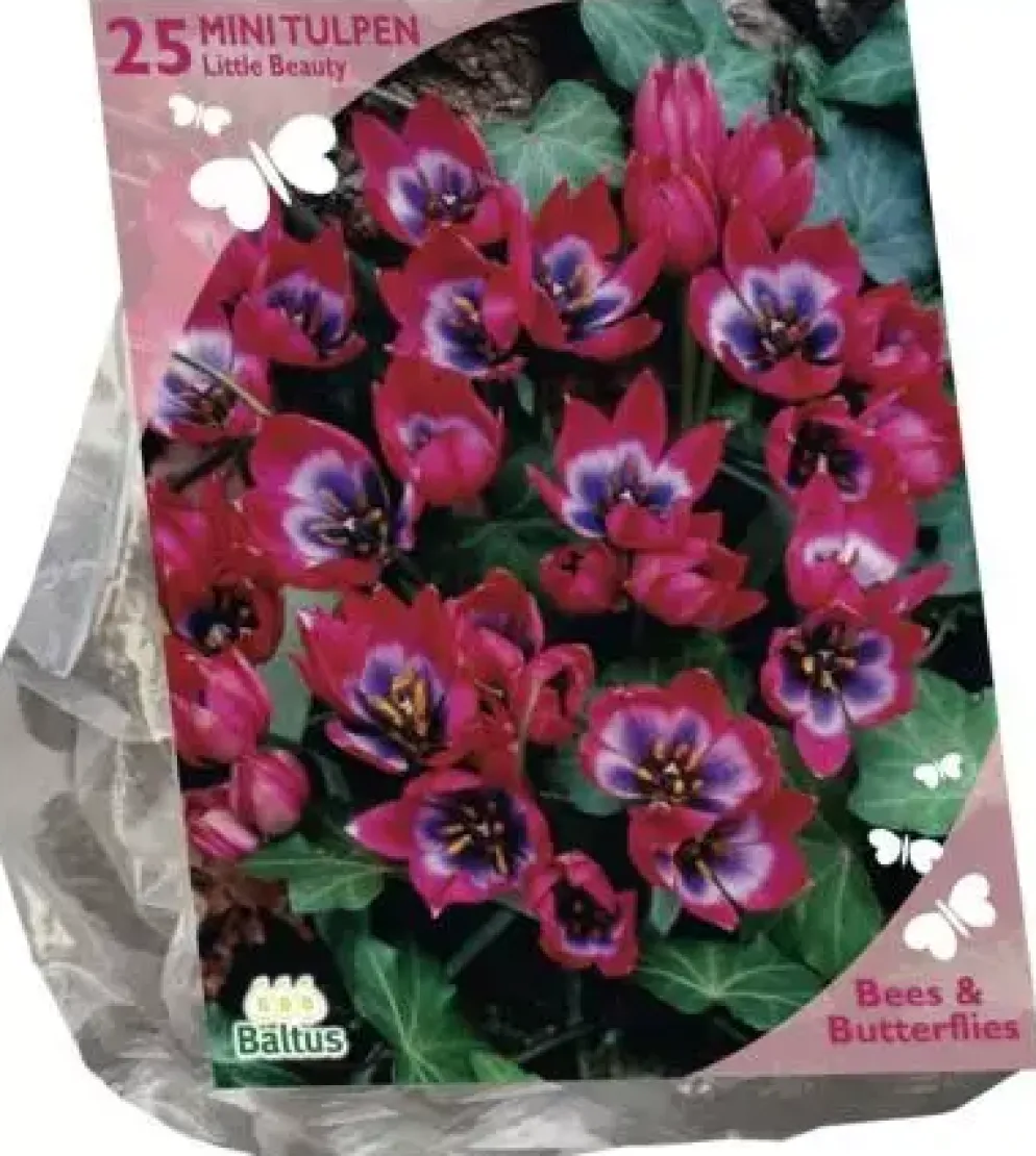 Bees & Butterflies - tulipa little beauty 25 stuks