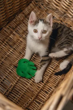 Beeztees kattenspeelgoed jungle matatabi blad vilt 12x8x3cm groen