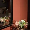 Begonia cane (Stippenplant) 20cm