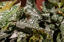 Begonia cane (Stippenplant) 20cm