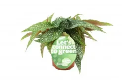 Begonia cane (Stippenplant) 20cm