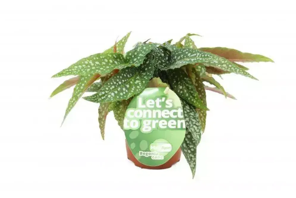 Begonia cane (Stippenplant) 20cm