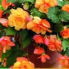 Begonia cascade sunray 2st