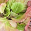 Bergenia cordifolia (Schoenlappersplant)