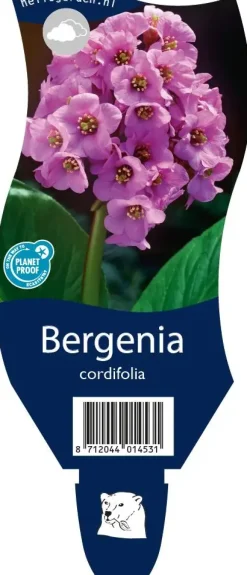 Bergenia cordifolia (Schoenlappersplant)