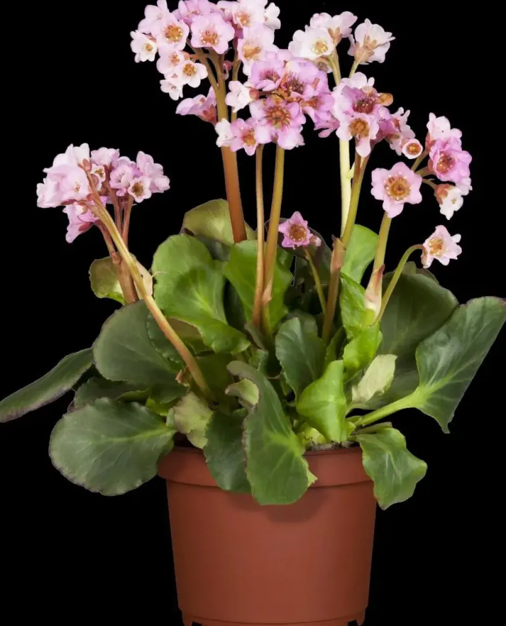 Bergenia cordifolia (Schoenlappersplant)