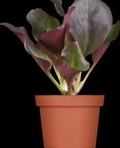 Bergenia cordifolia (Schoenlappersplant)