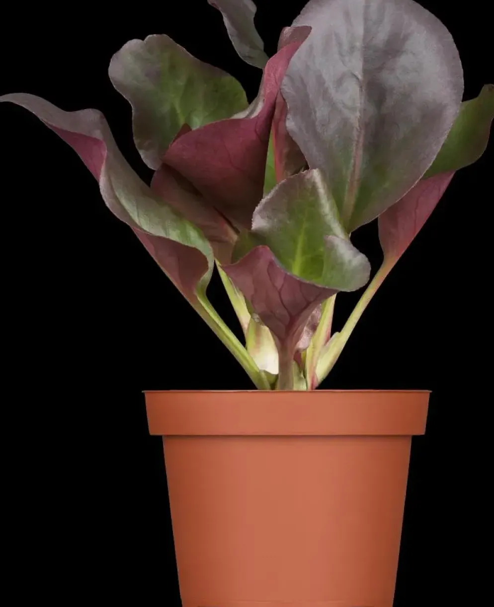 Bergenia cordifolia (Schoenlappersplant)