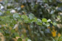 Betula utilis 'Doorenbos' (Witte himalayaberk 'Doorenbos')