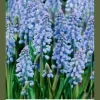 Blauwe druifjes Muscari armeniacum 100 stuks