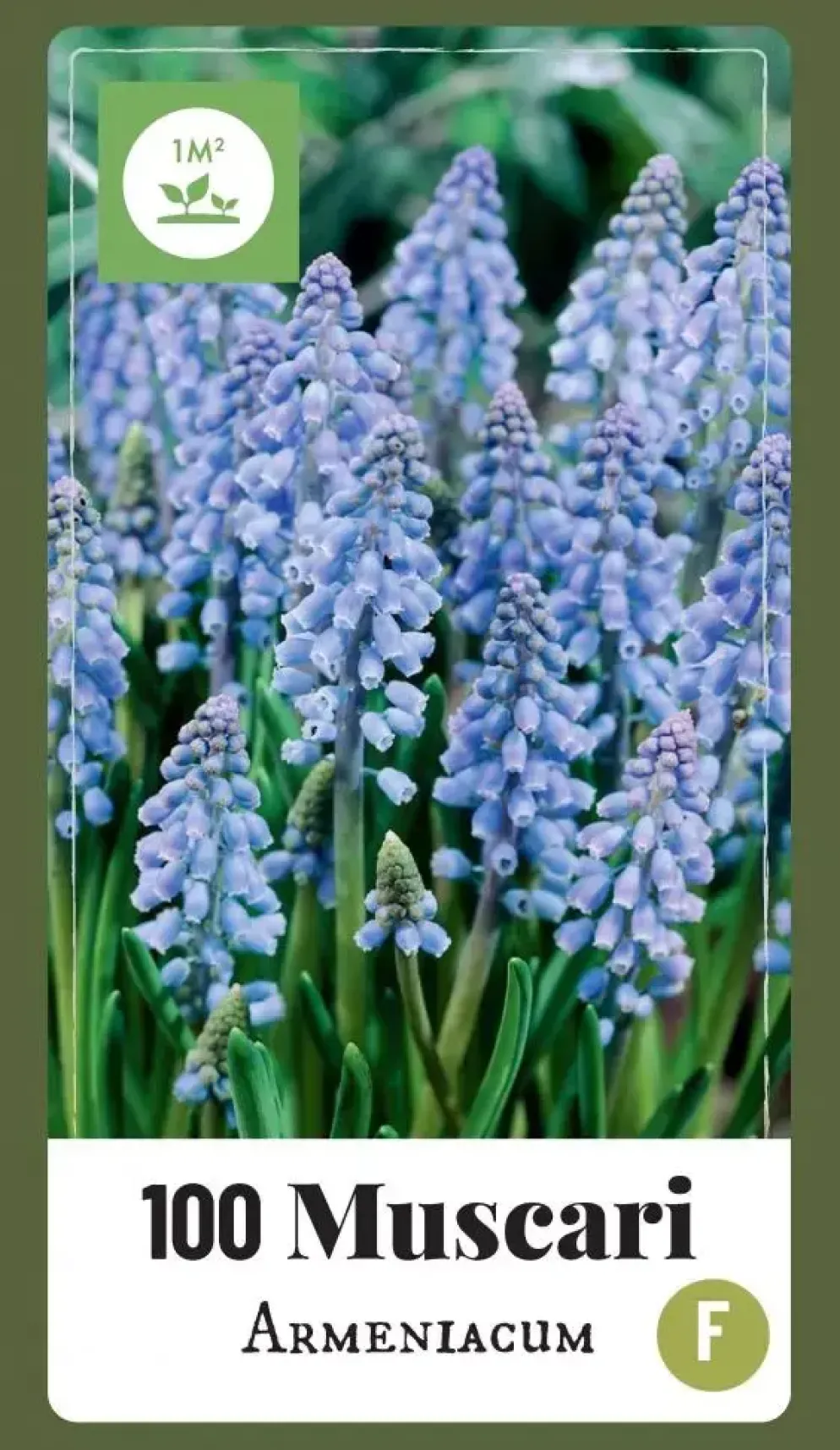 Blauwe druifjes Muscari armeniacum 100 stuks