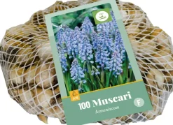 Blauwe druifjes Muscari armeniacum 100 stuks