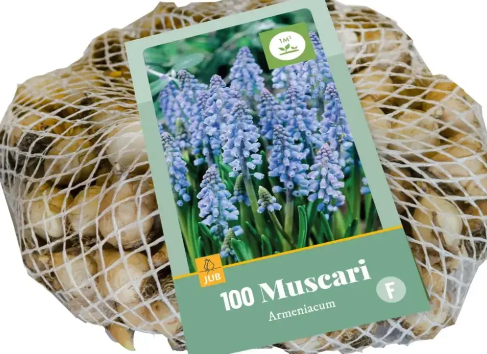 Blauwe druifjes Muscari armeniacum 100 stuks
