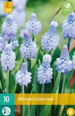 Blauwe druifjes Muscari azureum 10 stuks