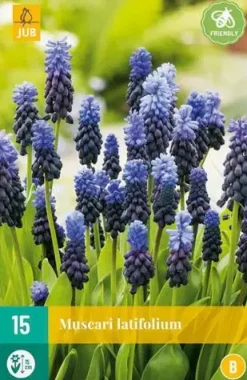 Blauwe druifjes Muscari latifolium 15 stuks
