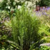 Blechnum spicant (Dubbelloofvaren)