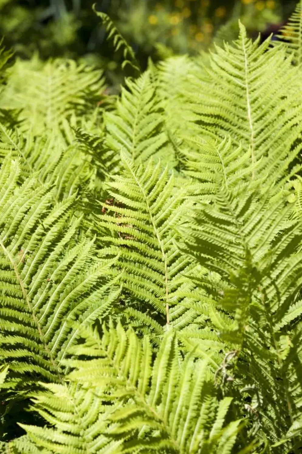 Blechnum spicant (Dubbelloofvaren)