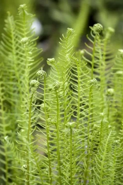 Blechnum spicant (Dubbelloofvaren)