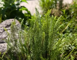 Blechnum spicant (Dubbelloofvaren)