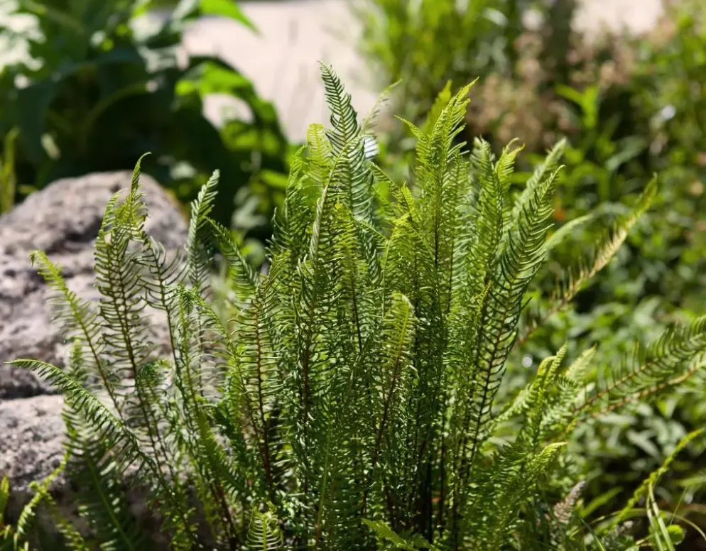 Blechnum spicant (Dubbelloofvaren)