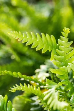 Blechnum spicant (Dubbelloofvaren)