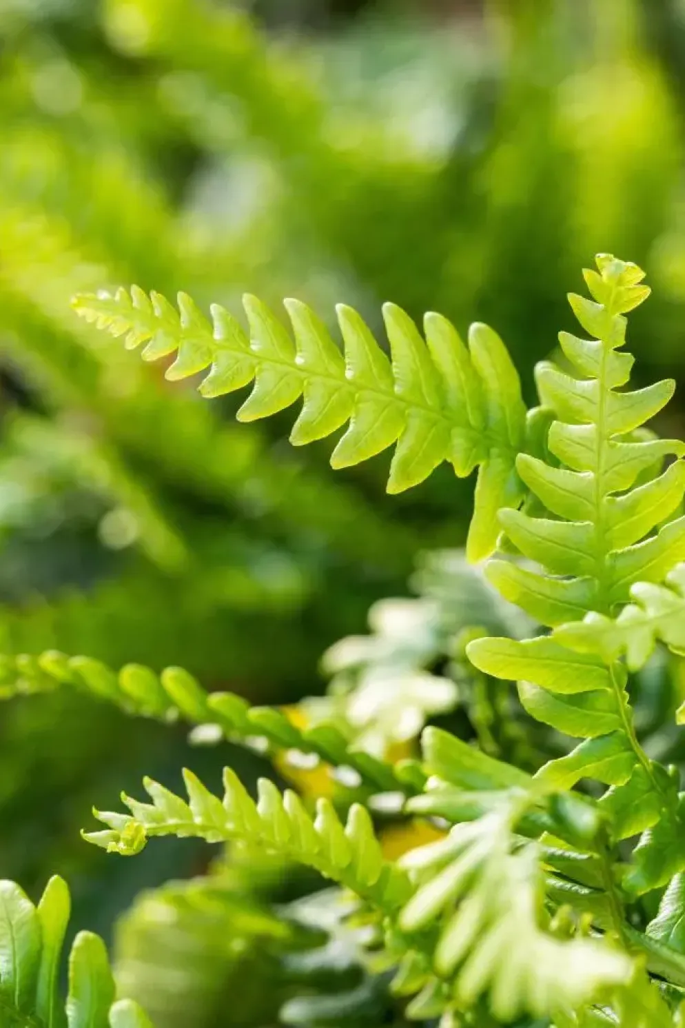 Blechnum spicant (Dubbelloofvaren)