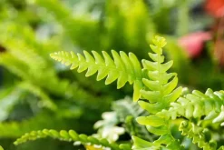 Blechnum spicant (Dubbelloofvaren)