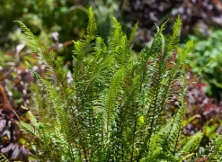 Blechnum spicant (Dubbelloofvaren)