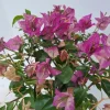 Bougainvillea glabra 'Sanderiana' (Bougainvillea 'Sanderiana')