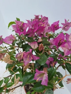 Bougainvillea glabra 'Sanderiana' (Bougainvillea 'Sanderiana')