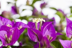 Bougainvillea glabra 'Sanderiana' (Bougainvillea 'Sanderiana')
