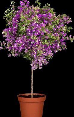 Bougainvillea glabra 'Sanderiana' (Bougainvillea 'Sanderiana')