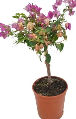 Bougainvillea glabra 'Sanderiana' (Bougainvillea 'Sanderiana')