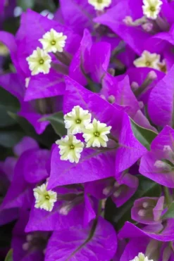 Bougainvillea glabra 'Sanderiana' (Bougainvillea 'Sanderiana')