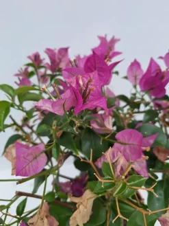 Bougainvillea glabra 'Sanderiana' (Bougainvillea 'Sanderiana')