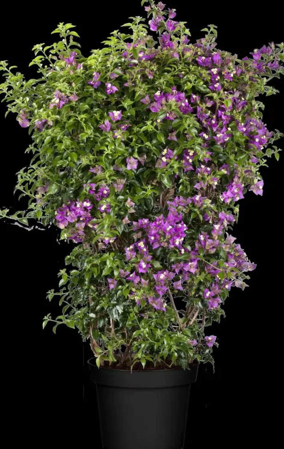 Bougainvillea glabra 'Sanderiana', Spalier (Bougainvillea 'Sanderiana')