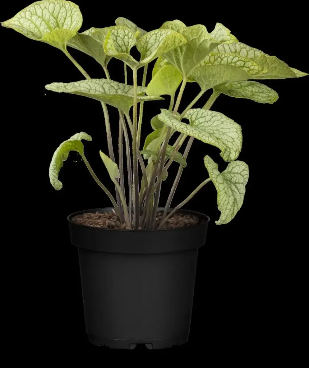 Brunnera macrophylla (Kaukasiche vergeet-mij-niet)