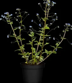 Brunnera macrophylla (Kaukasiche vergeet-mij-niet)
