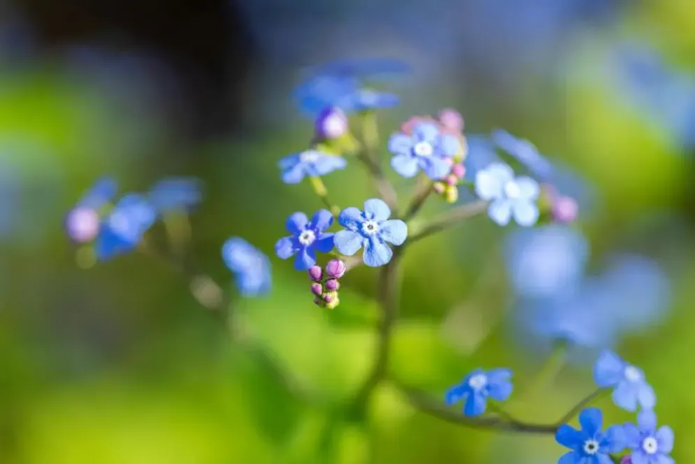 Brunnera macrophylla (Kaukasiche vergeet-mij-niet)