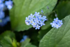 Brunnera macrophylla (Kaukasiche vergeet-mij-niet)