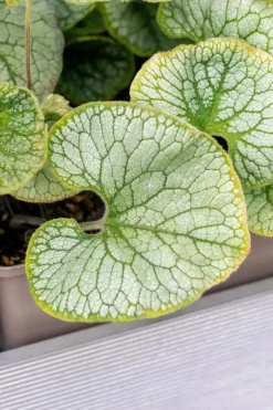 Brunnera macrophylla (Kaukasiche vergeet-mij-niet)